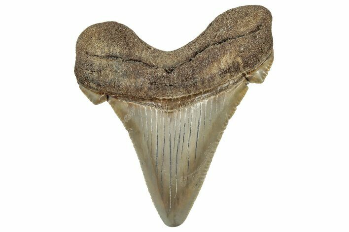 Serrated Angustidens Tooth - Megalodon Ancestor #302049